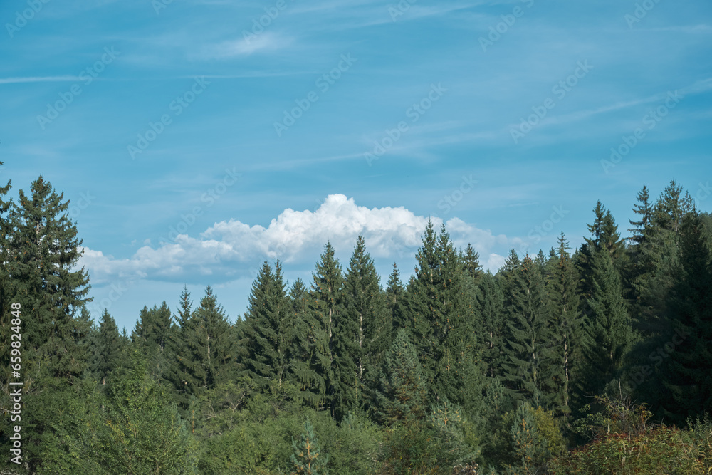 Spruce forest at noon, beautiful landscape, idea for poster with copy space, outdoor recreation