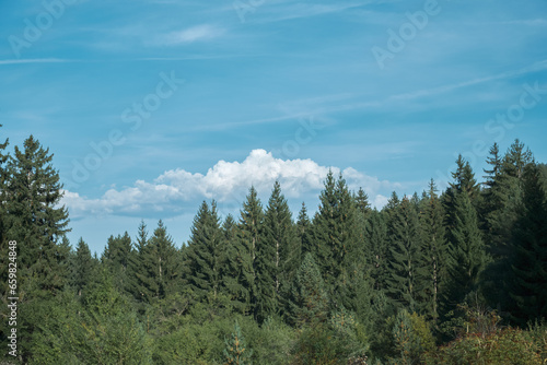 Spruce forest at noon  beautiful landscape  idea for poster with copy space  outdoor recreation