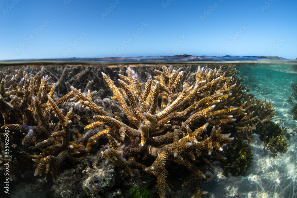 Coral Reef, Heron Island Australia