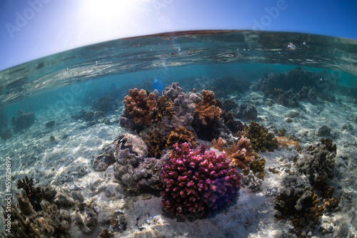 Coral Reef, Heron Island Australia © Gary