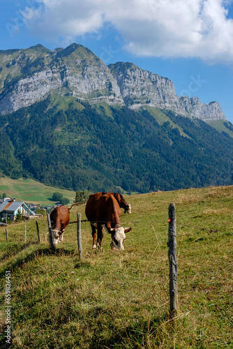 A group of cows grazing in a mountain meadow.
