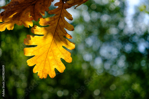 
an autumn leaf hanging from a branch with forest in background
