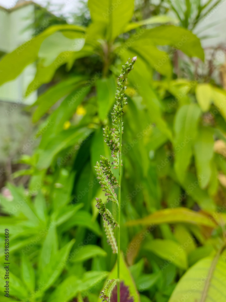 fern leaf, green leaves branches of plant growing in garden, nature photography, natural gardening background, greenery wallpaper fern leaf, green leaves branches of plant growing in garden, nature photography, natural gardening background, greenery wallpaper