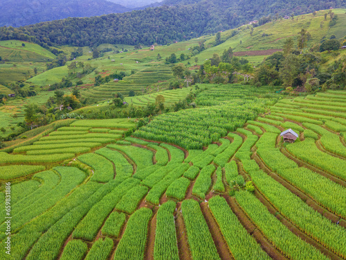 Terraced Rice Field in Chiangmai  Thailand  Pa Pong Piang rice terraces  green rice paddy fields during rain season in Northern Thailand