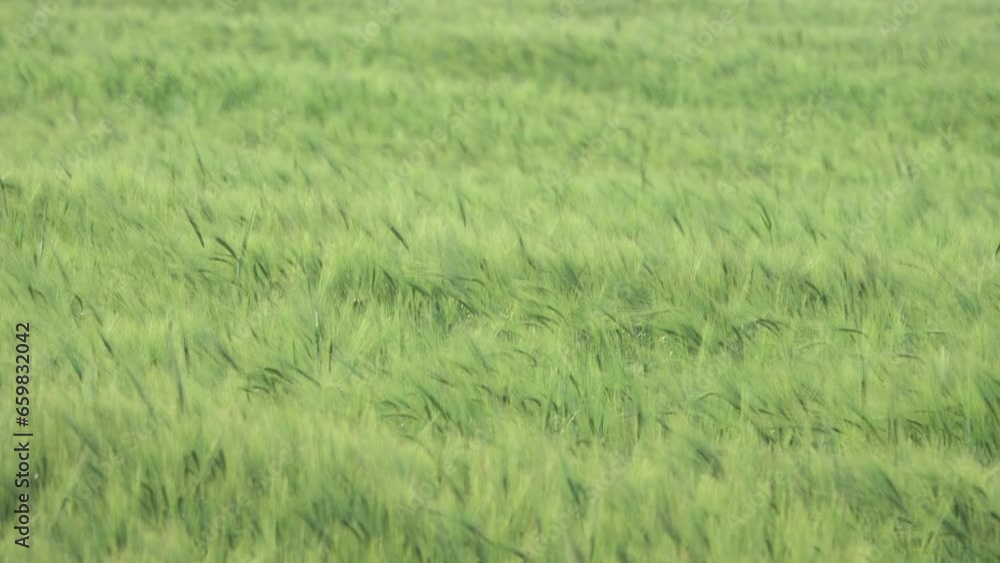 Pest destroying animal. Two starlings land in dense wheat crops where there are many insect pests, biological control Pest destroying animal. Two starlings land in dense wheat crops where there are many insect pests, biological control