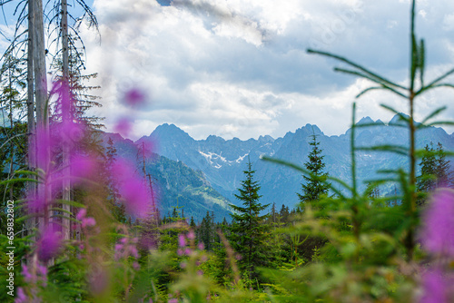 Scenic views from the heart of the Tatra Mountains, featuring the enchanting Polana Rusinowa, the picturesque Gęsia Szyja, and the breathtaking Hala Gąsienicowa. Explore the serene beauty.