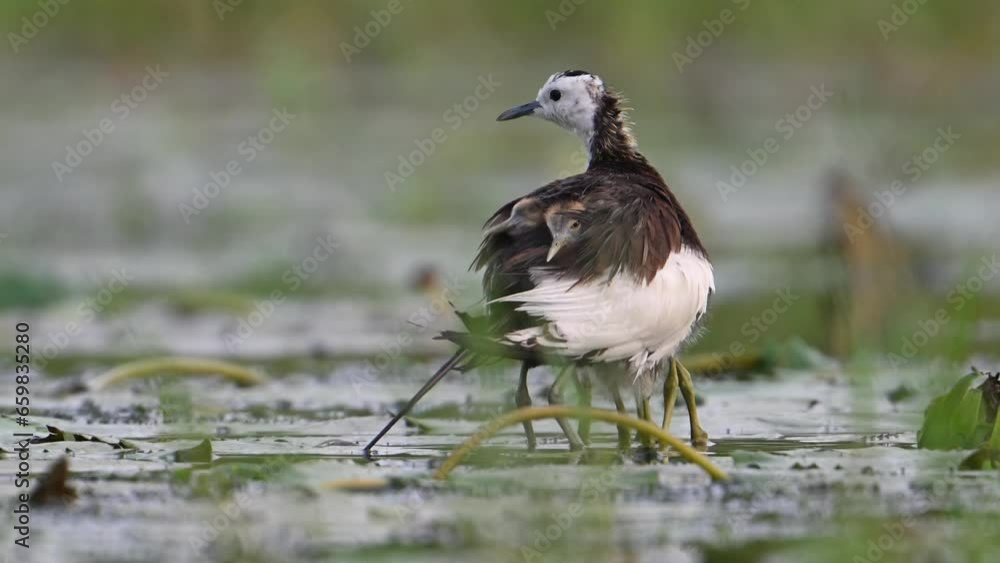 Pheasant tailed jacana Saving Chicks under her Wings Pheasant tailed jacana Saving Chicks under her Wings