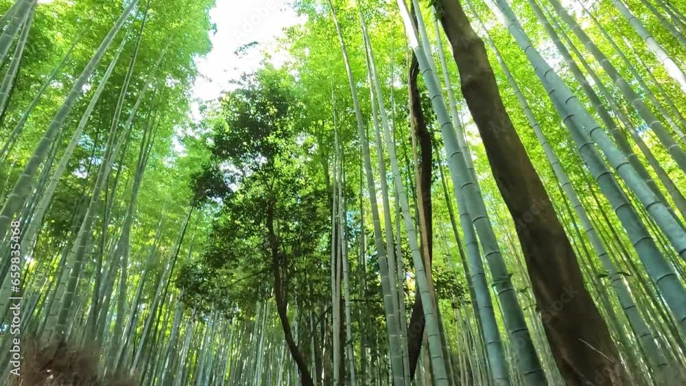 Arashiyama bamboo forest in Kyoto Japan. Serene bamboo trees lush green soft light Arashiyama bamboo forest in Kyoto Japan. Serene bamboo trees lush green soft light