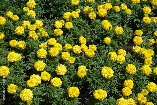 Top view of yellow flowers of Tagetes erecta in July