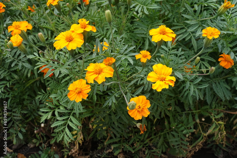 Several orange and amber yellow flowers of Tagetes patula in July