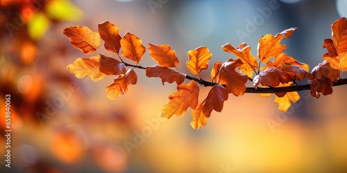 Autumn fall holiday seasonal banner landscape panorama - Closeup of colorful oak leaves on branch from a tree, with defocused background with bokeh