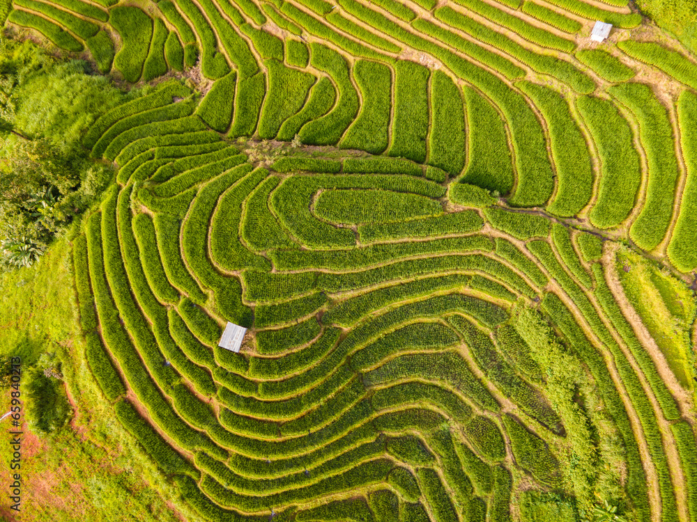Terraced Rice Field in Chiangmai, Thailand, Pa Pong Piang rice terraces, green rice paddy fields during rain season, drone to view at green rice fields