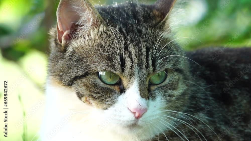 Curious Domestic Cat outside in the garden. Summertime. Close up, slow motion Curious Domestic Cat outside in the garden. Summertime. Close up, slow motion