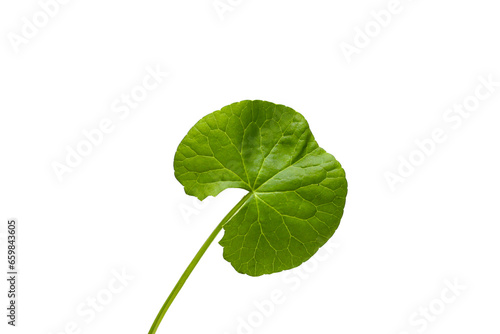 Fresh leaf of gotu kola on white background.
