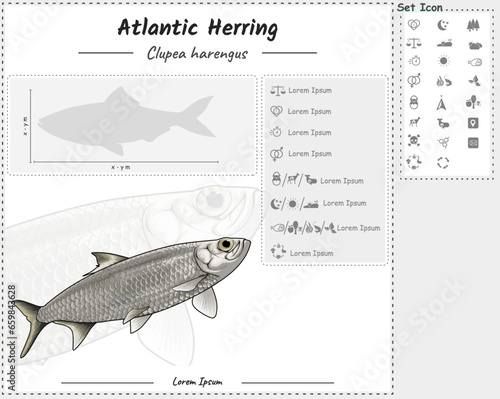 Atlantic herring infographic template