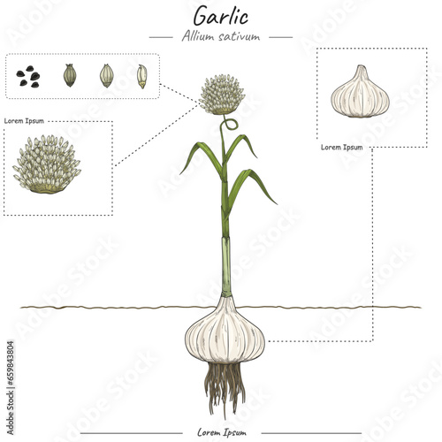 Parts of garlic Allium sativum