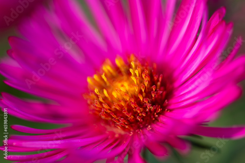 Michaelmas daisy or New England aster  Symphyotrichum novae-angliae  in the aster family  Asteraceae . Macro close up of pink magenta yellow flowerhead in a garden in Germany sunlit in late September.