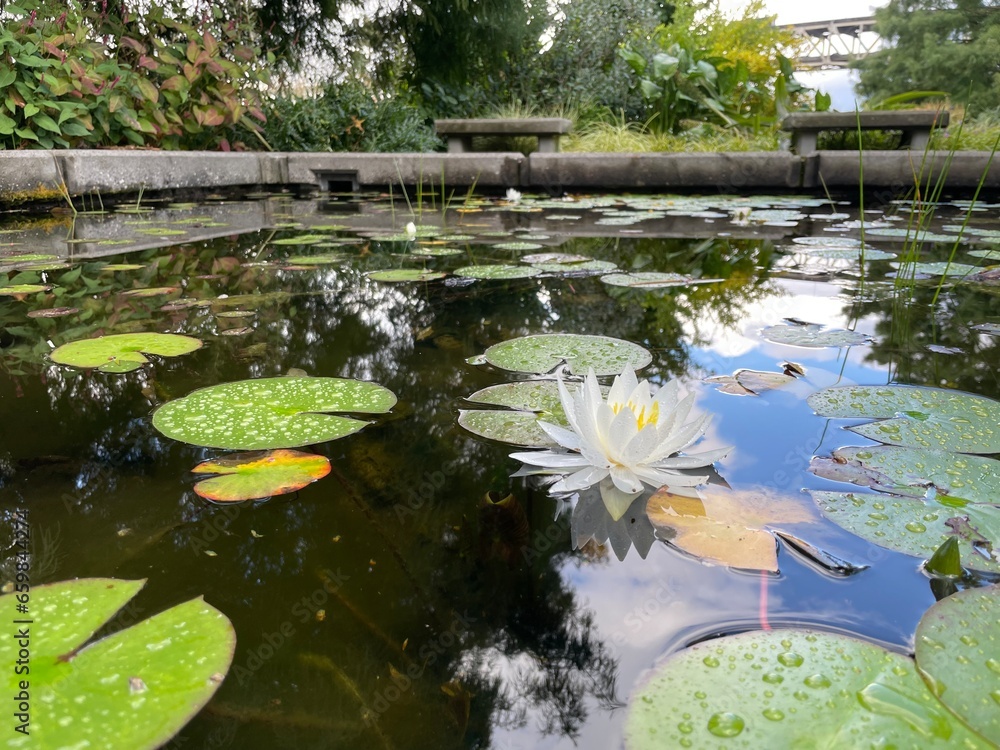 Water lily and Lily pad in pond Water lily and Lily pad in pond