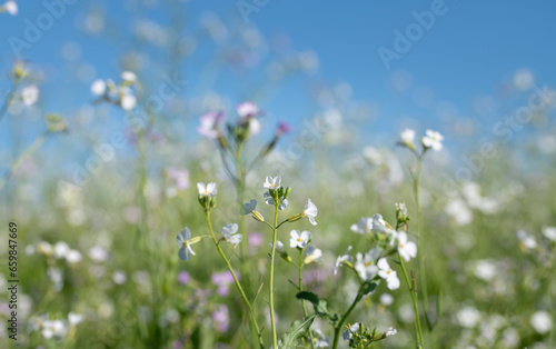 a flower meadow in autumn with green manure. The delicate white and pink flowers grow against a blue sky. There is space for text