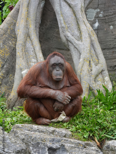 Orangutan contemplating near a tree