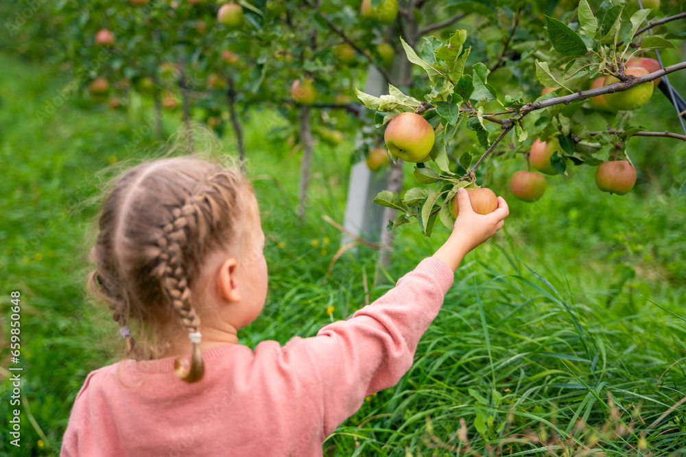 Φωτογραφία Little girl picking fruit in an apple plantation in South Tyrol, San Pietro town