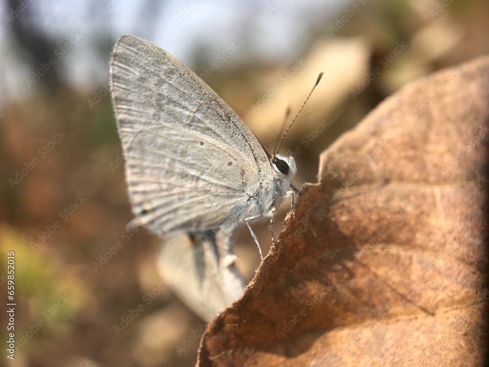 butterfly insect nature colour macro butterfly insect nature colour macro