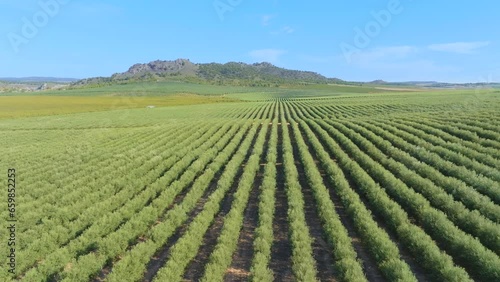 View from above of a large olive grove plantation planted in super intensive mode. The High Density olive tree in a rows.  Agronomic model for olive harvesting. Intensive olive trees in Spain