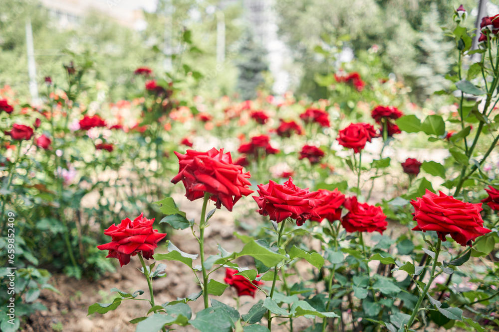 Flower field on the sunny morning. Beautiful flower seedlings growing in the soil at the garden. Gardening hobby concept. Flower field on the sunny morning. Beautiful flower seedlings growing in the soil at the garden. Gardening hobby concept.