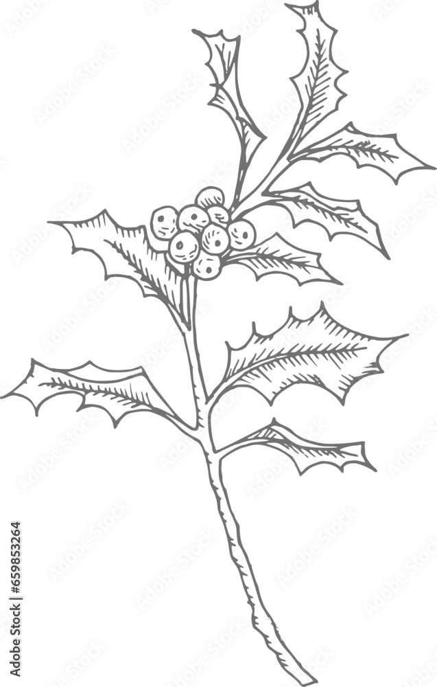 Hand drawn holly branch with berries. Christmas line art, isolated floral natural element. Engraving, pen drawing style Hand drawn vector illustration for greeting card, web. Winter flower, plant.