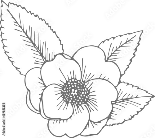 Hand drawn rose or camelia flower with leaves. Christmas line art, isolated floral natural element. Engraving, pen drawing style Hand drawn vector illustration for greeting card, web. Blooming plant.