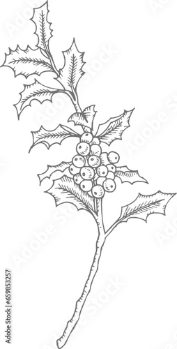 Hand drawn holly branch with berries. Christmas line art, isolated floral natural element. Engraving, pen drawing style Hand drawn vector illustration for greeting card, web. Winter flower, plant.