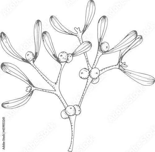 Hand drawn mistletoe branch with berries. Christmas line art, isolated floral natural element. Engraving, pen drawing style Hand drawn vector illustration  for greeting card, web. Winter flower, plant