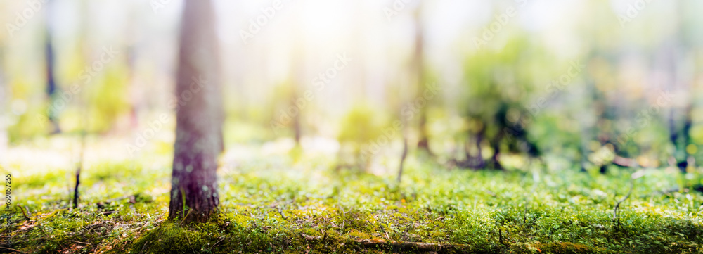 Fototapeta Green forest bokeh panorama