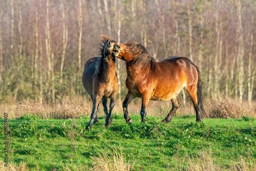 Two fighting wild brown Exmoor ponies, against a forest and reed background. Biting, rearing and hitting. autumn colors in winter. Selective focus, lonely, two animals, fight, stallion, mare