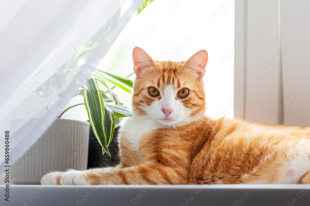 Ginger cat lying in the morning on windowsill at home enjoying sun relaxing. Indoor plants on the windowsill and red kitten.