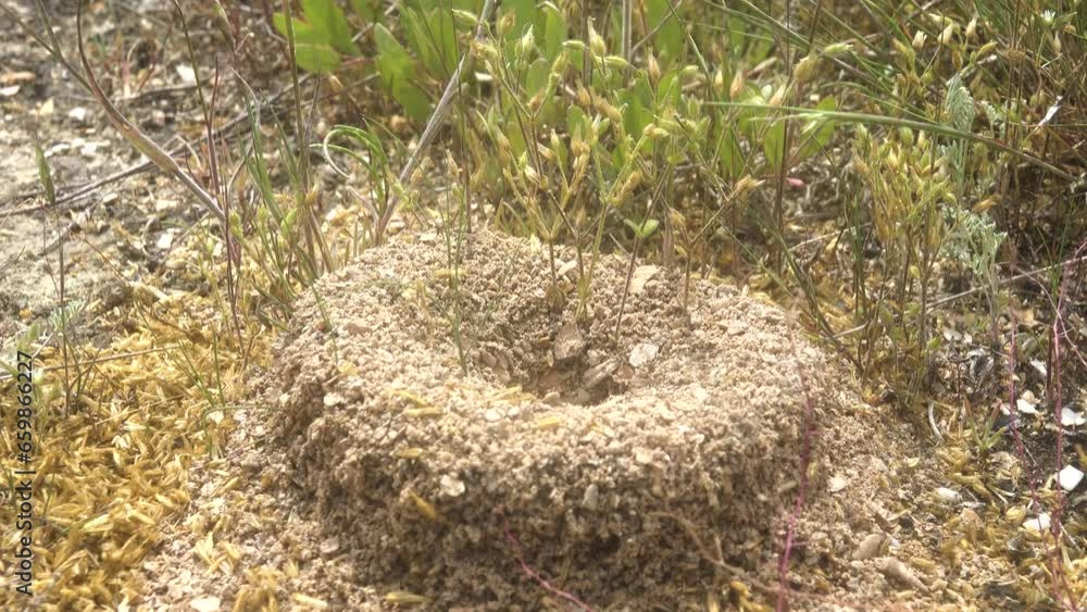 Ring anthills in form of raised crater on vegetating dune. Pprobably ...