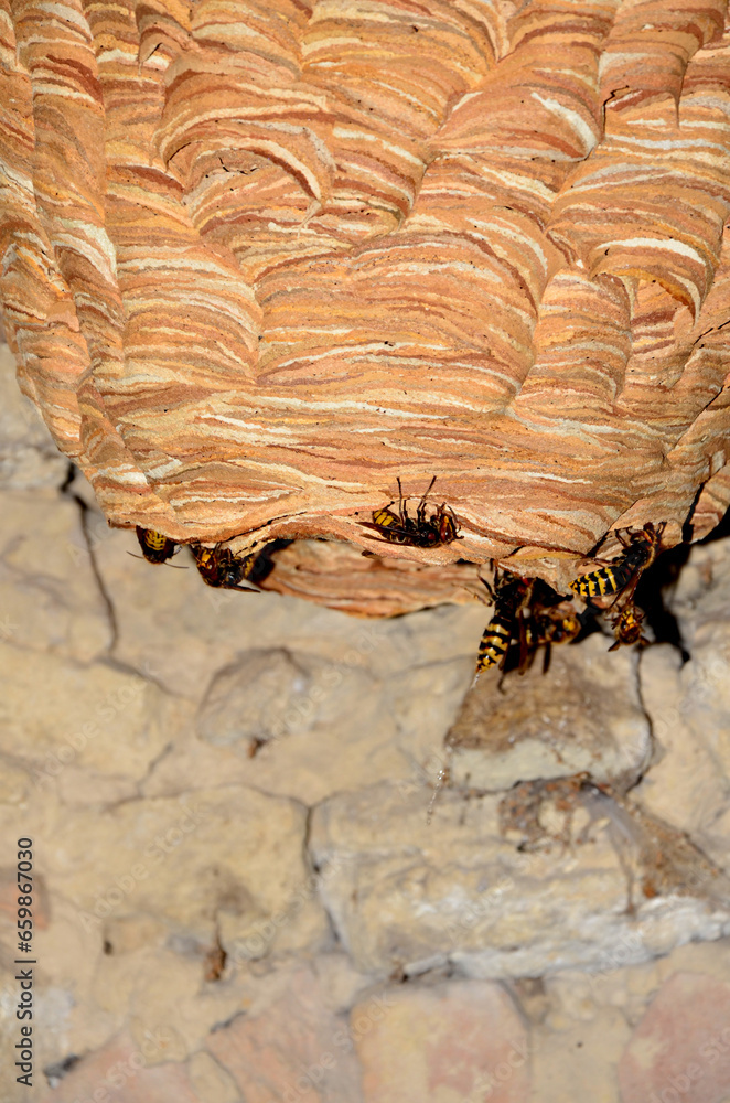 Obraz premium A huge hornet's nest under the roof of the house.
