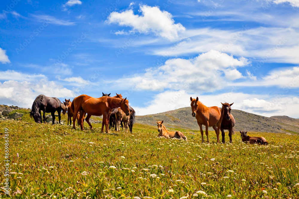 A herd of horses graze in the Altai mountains. Russia