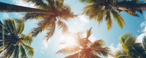 tropical palm trees background on sunny day