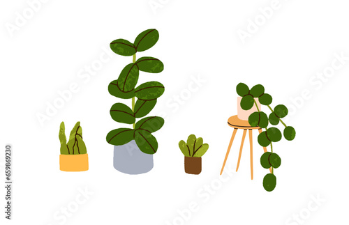 Leaf plants growing in pots set. Green houseplants in planters, flowerpots. I...