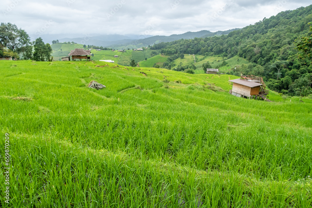 Green terraced rice field view from top. Local farmers plant rice on the hills between July and November in Pa Bong Piang Village, Mae Chaem, Chiang Mai, Thailand. Green terraced rice field view from top. Local farmers plant rice on the hills between July and November in Pa Bong Piang Village, Mae Chaem, Chiang Mai, Thailand.