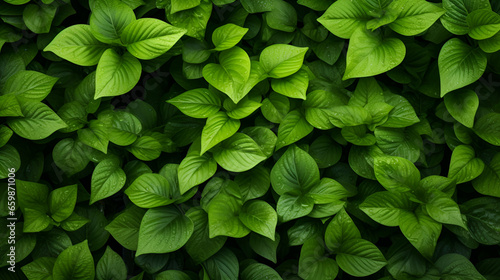 green, leaves, texture, background