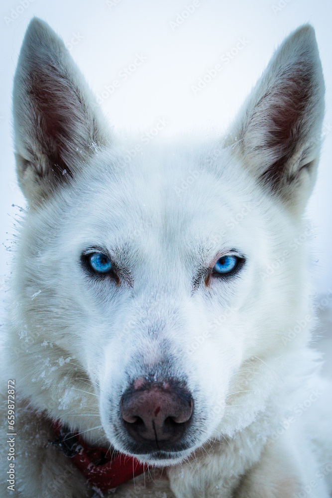 Weißer Husky mit blauen Augen in Finnland