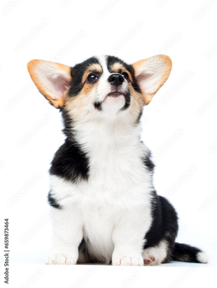 corgi puppy on a white background looking up corgi puppy on a white background looking up