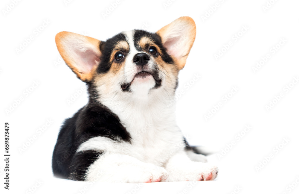 corgi puppy on a white background looking up
