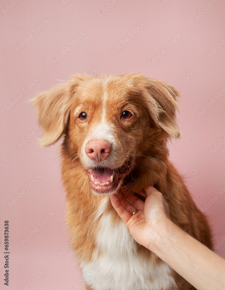Cute red dog on a pink background. Nova Scotia duck tolling retriever with hand. Pet in the studio, canine fur portrait