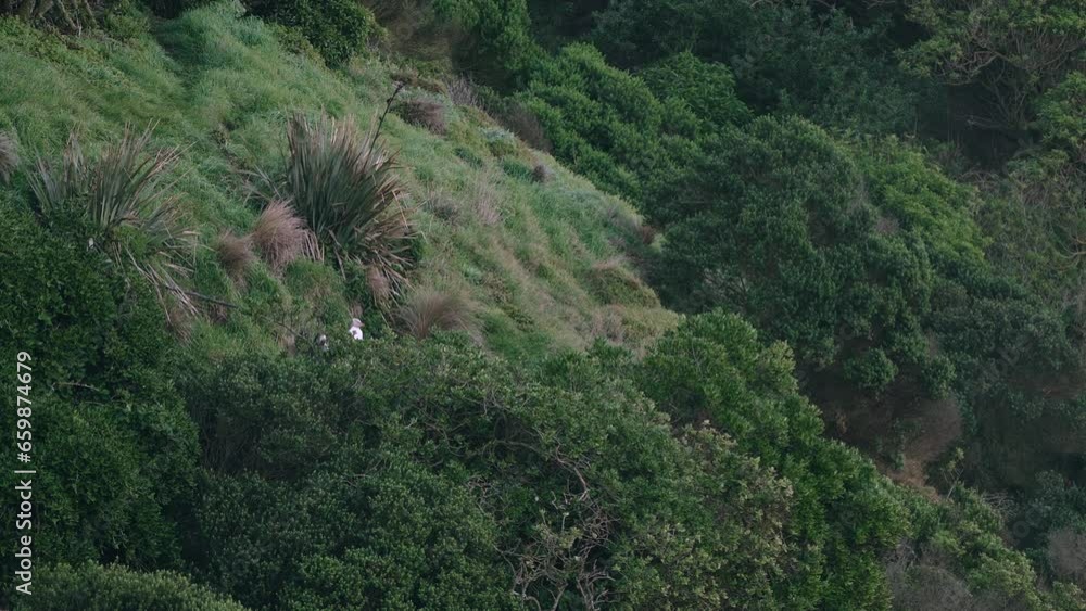 Yellow-eyed Penguin on the Coastal Outcrop at Sunset in Katiki Point Lighthouse, Moeraki, New Zealand - Static Shot Yellow-eyed Penguin on the Coastal Outcrop at Sunset in Katiki Point Lighthouse, Moeraki, New Zealand - Static Shot