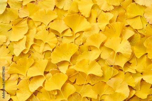 敷き詰められた黄葉したイチョウの葉