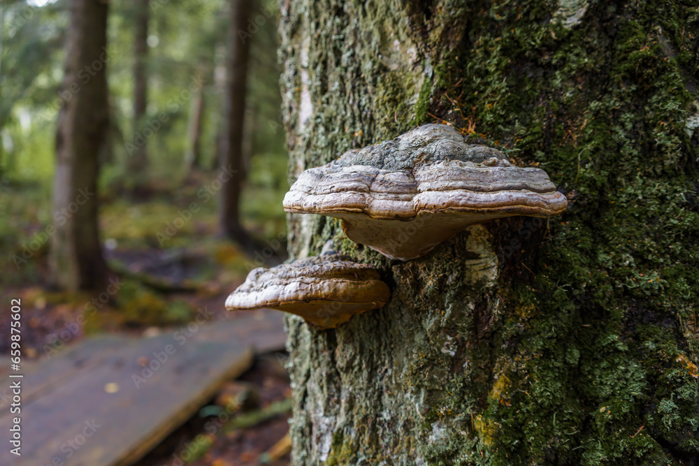 Fototapeta premium Hoof fungus or tinder fungus (Fomes fomentarius) in close up
