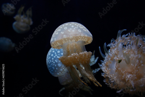White Spotted Jelly Fish,  lagoon jelly, golden medusa, or Papuan jellyfish (Mastigias papua) is a species of jellyfish from the Indo-Pacific.